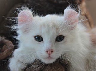 chat American curl